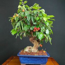 Bonsai melo usato  San Pancrazio Salentino