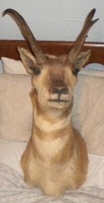 Pronghorn antelope shoulder for sale  Brookville