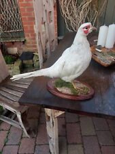 Taxidermy pheasant phasianus for sale  BILLINGHAM