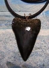 Mako shark tooth for sale  Hinesville