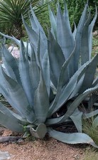 Grey agave americana for sale  BARKING