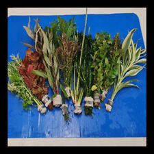Live tropical plants for sale  HORLEY