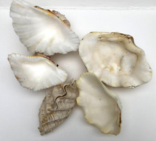 Vintage clam seashell for sale  NORWICH