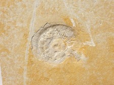 Subplanites ammonit malm gebraucht kaufen  Berg b.Neumarkt i.d.OPf.