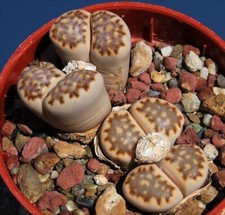 Graines lithops julii d'occasion  Plessala