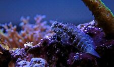 Algae blenny marine for sale  SWINDON