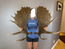 Big moose antler for sale  Moscow