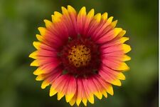 100 indian blanket for sale  Salem