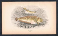 1870 meeresschnecke sea gebraucht kaufen  Seubersdorf