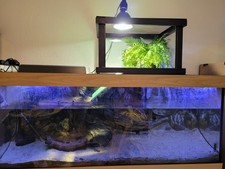 Schildkröten landteil abdecku gebraucht kaufen  Köln