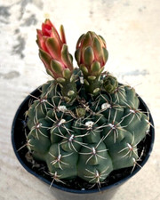 Gymnocalycium baldianum chin d'occasion  Expédié en Belgium