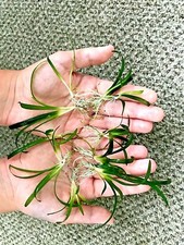 Dwarf sagittaria riccia for sale  SOUTH CROYDON