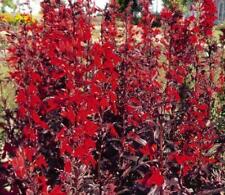 Pack lobelia cardinalis for sale  UK