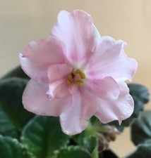 cajun s for sale cajun s for sale Walton