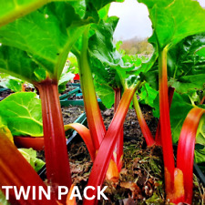 Pack rhubarb timperley for sale  BEDFORD