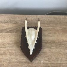 Muntjac skull taxidermy for sale Muntjac skull taxidermy for sale  STANLEY