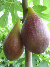 Ficus carica longue gebraucht kaufen  Wuppertal