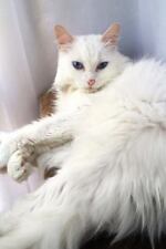 Turkish Angora Cat I Would Like Exactly Two Belly Rubs.: 150 page lined... comprar usado  Enviando para Brazil