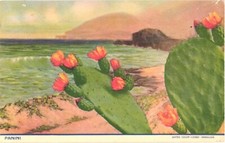 Blossoming cactus panini for sale  Lakewood