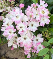 Ballerina rose bush for sale  BIRMINGHAM