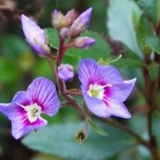 Parahebe plug plants for sale  LONDON
