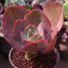 Echeveria big red for sale  Fallbrook