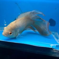 Albino red tiger for sale  USA