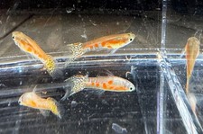 Guppies 5 varieties for sale  West Linn