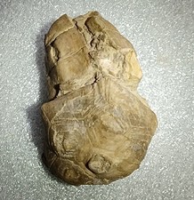 Eifel fossilien crinoide gebraucht kaufen  Euskirchen