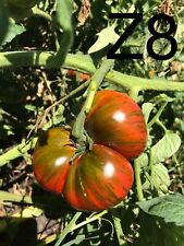 Graine tomate taille d'occasion  La Pacaudière