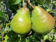 English grown pear for sale  WISBECH