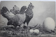 Cartão postal antigo vintage com ovo de galinha animal vista cartão postal lembrança padrão, usado comprar usado  Enviando para Brazil