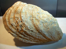 Fossile. huitre complète d'occasion  Gap
