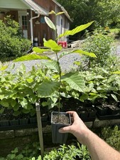 Chestnut tree seedlings for sale  Gate City