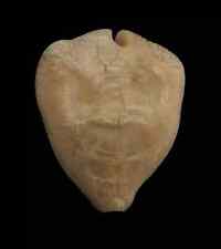 fossil cypraea usato  San Cesareo