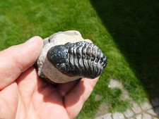 Trilobit barrandeops granulops gebraucht kaufen  Limbach-Oberfrohna