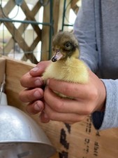 Fertile duck hatching for sale  Fort Lauderdale