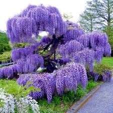 Chinese blue wisteria for sale  Lincolnton