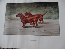 Gravures chien chasse d'occasion  Combs-la-Ville