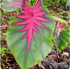 Madeira star colocasia for sale  Mobile
