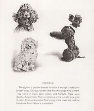 Poodle trio custom for sale  Tampa