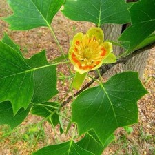 100 tulip tree for sale  KINGS LANGLEY
