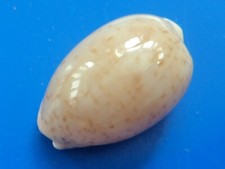 Cypraea cinerea martinique d'occasion  Brioude