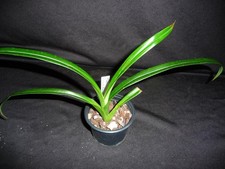 Phragmipedium conchiferum raro usato  Spedire a Italy