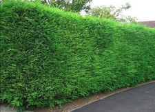 8ft leylandii trees for sale 8ft leylandii trees for sale KING'S LYNN