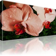 Rosa rchidee blume gebraucht kaufen  Deutschland