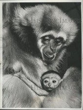 1961 press photo for sale  Memphis