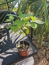 Large live plants for sale  Englewood