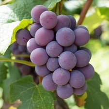 Grape strawberry vine for sale  SOUTHAMPTON