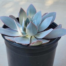 Echeveria cante hybrid for sale  Fresno